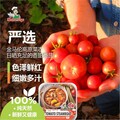 MAMAVEGE Vegetarian Self-Heating Tomato Steamboat自热素食番茄懒人火锅 /NEW/100%Plant-based /Pure Vegetarian/ Hotpot/ Fresh/ Local